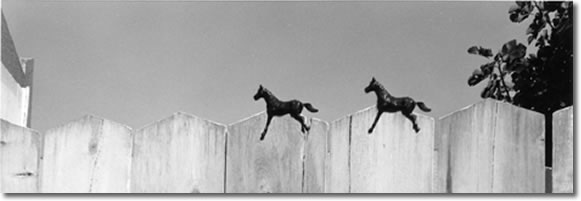 Fence and Horses
